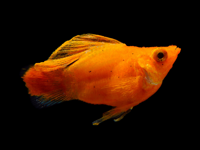 orange molly on black background