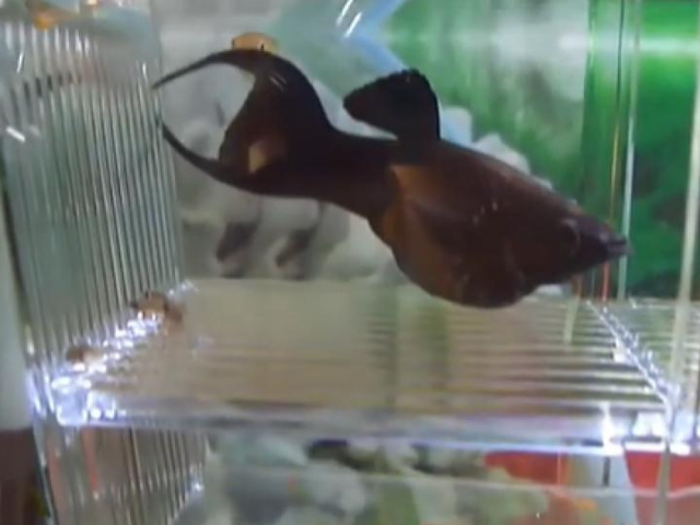 pregnant molly in fish tank