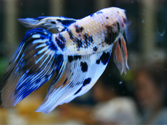 stressed betta image