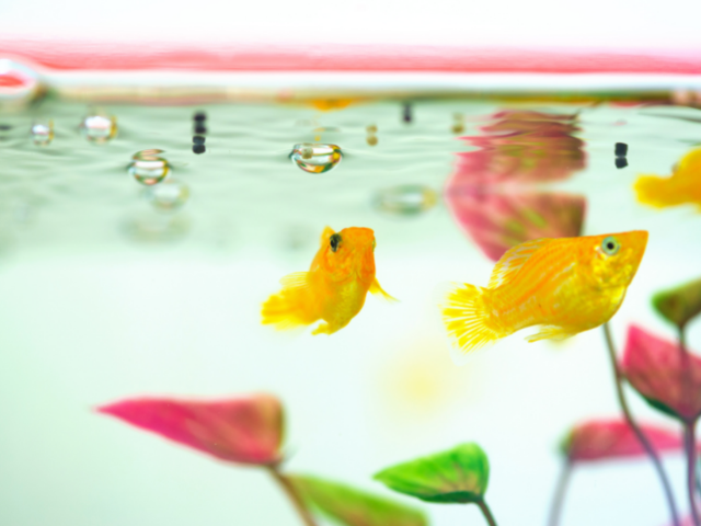 yellow mollies mating in a fish tank