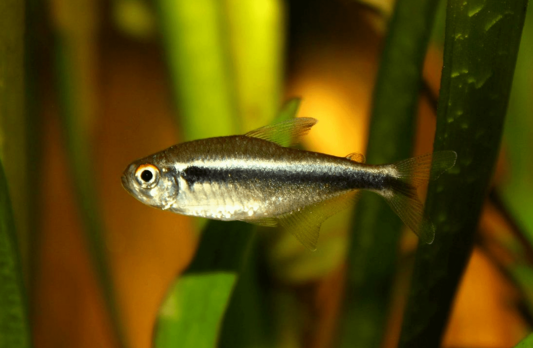 Black Neon Tetra Hyphessobrycon herbertaxelrodi