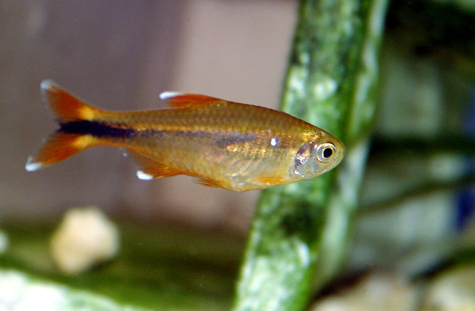 silvertip tetra - Hasemania nana