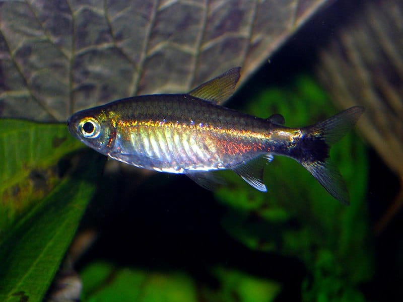 January or Costello tetra