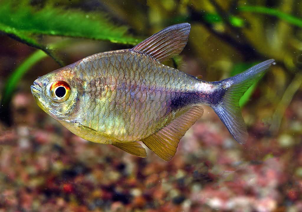 Pretty tetra Hemigrammus pulcher