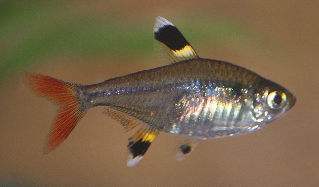 pristella tetra