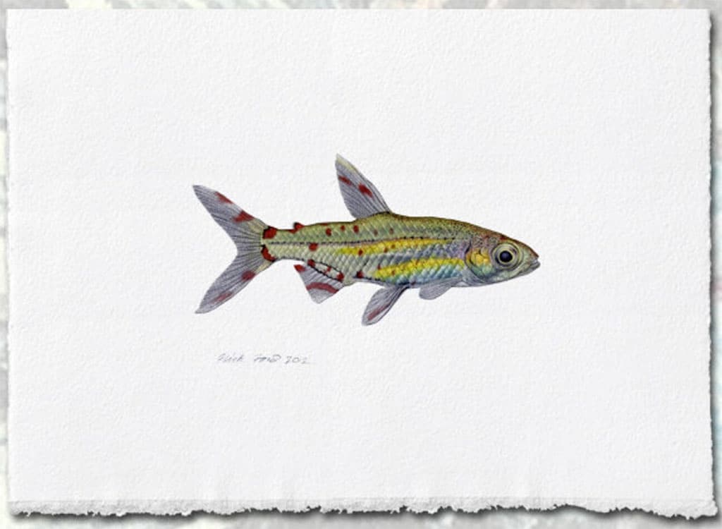 adonis tetra art