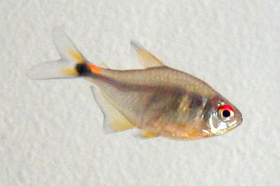 beacon tetra
