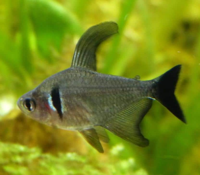 black phantom tetra