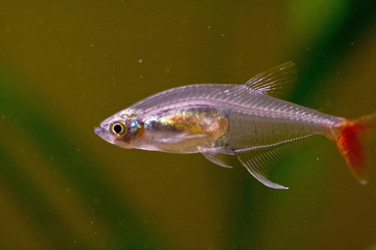 glass bloodfin tetra