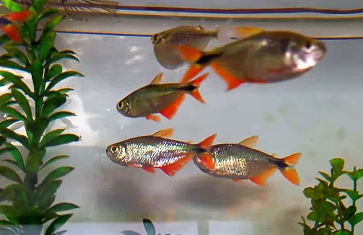 Buenos Aires Tetra Hyphessobrycon anisitsi