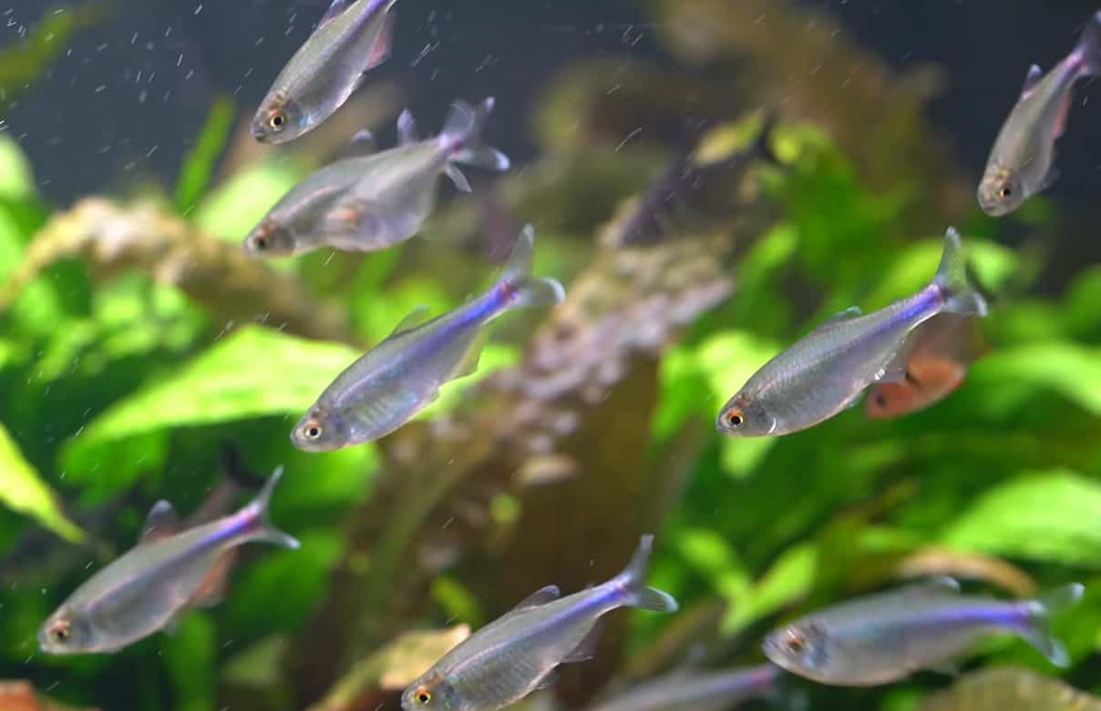 cochu's blue tetra school - knodus borki