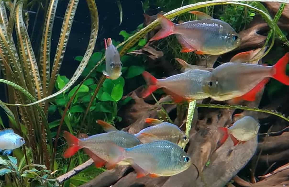colombian tetra