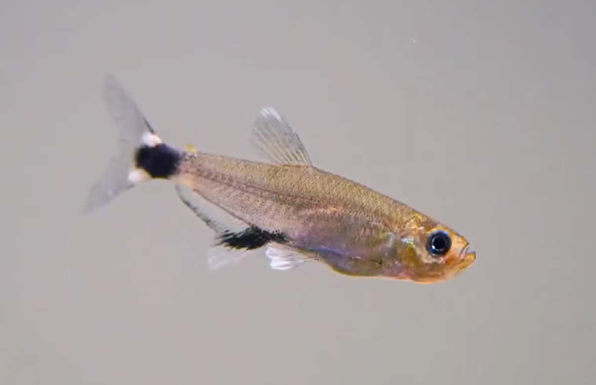 dawn tetra