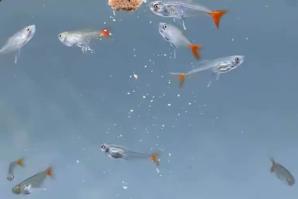glass bloodfin tetra care