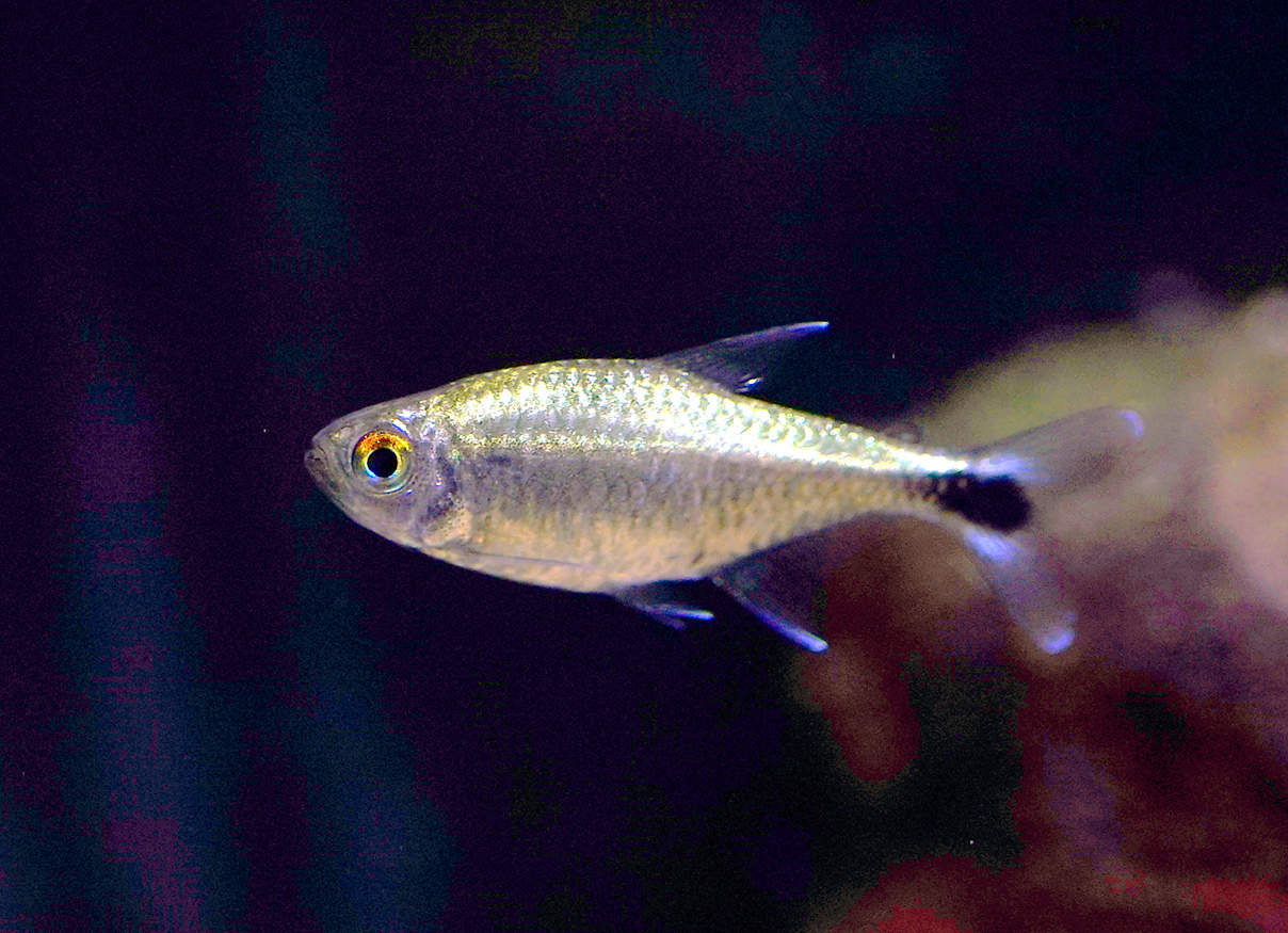 gold tetra