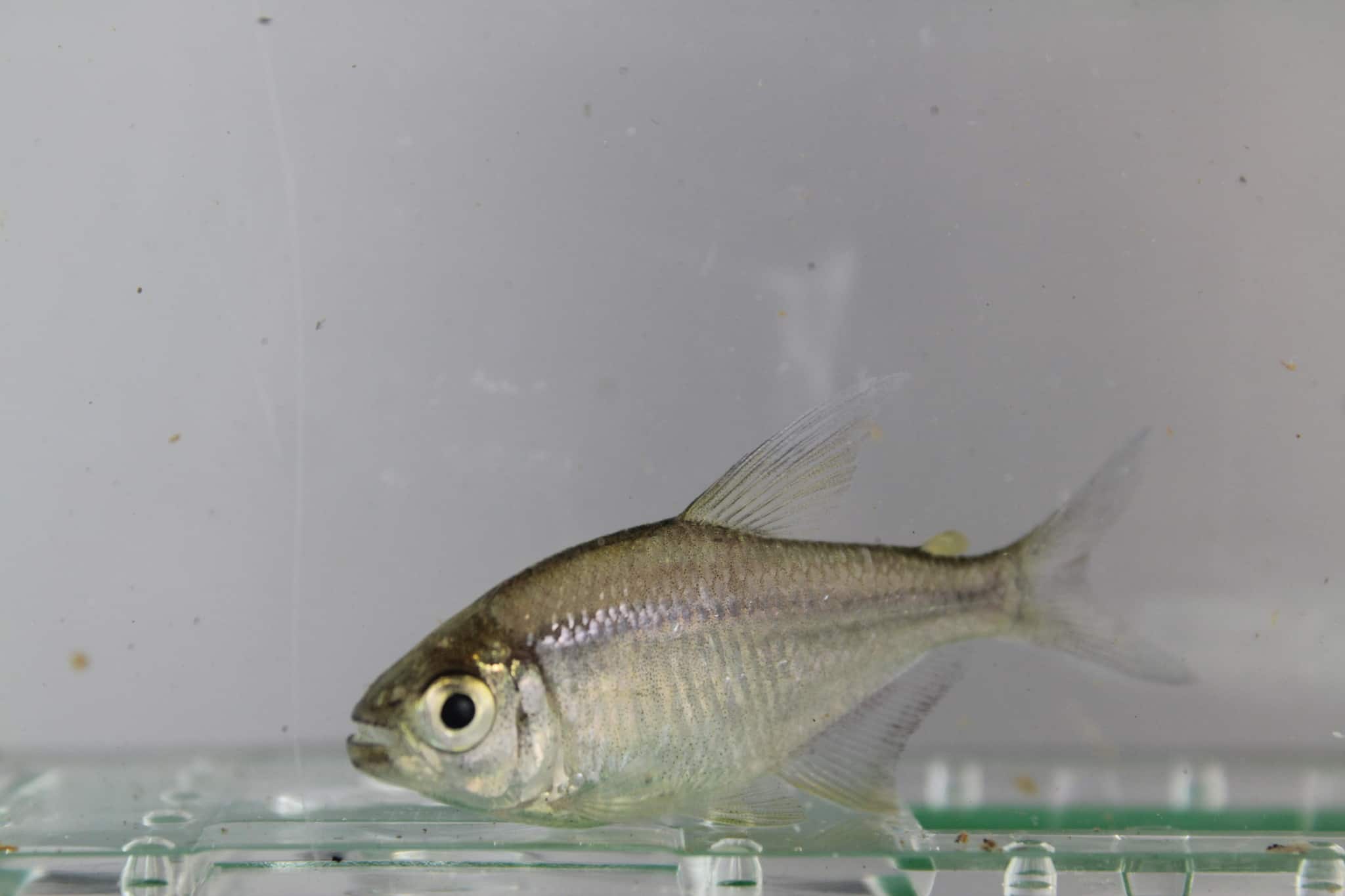 panama tetra