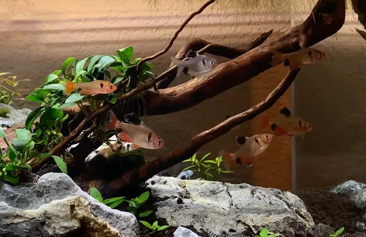 red minor long fin tetra - Hyphessobrycon callistus