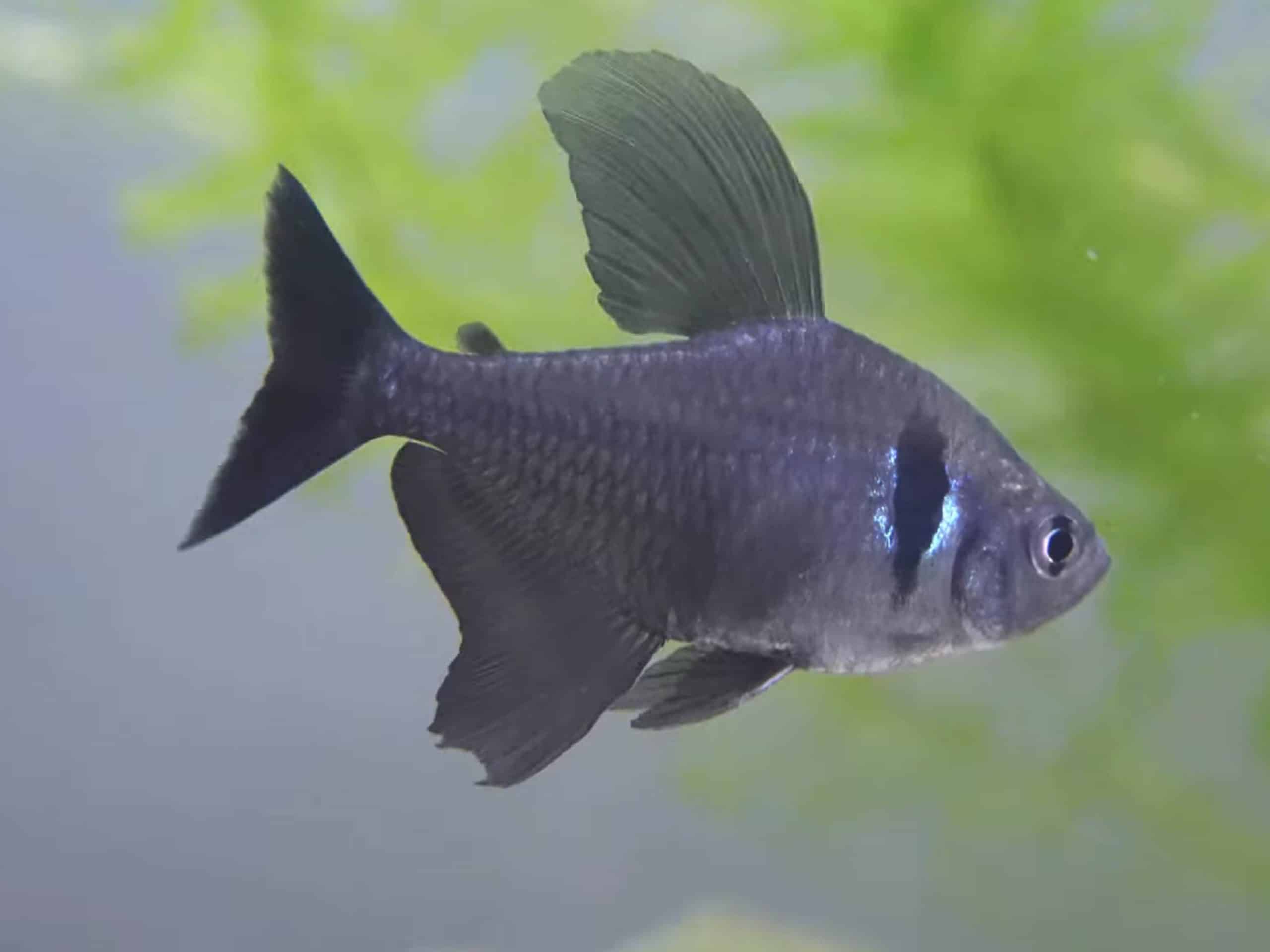 black phantom tetra breeding