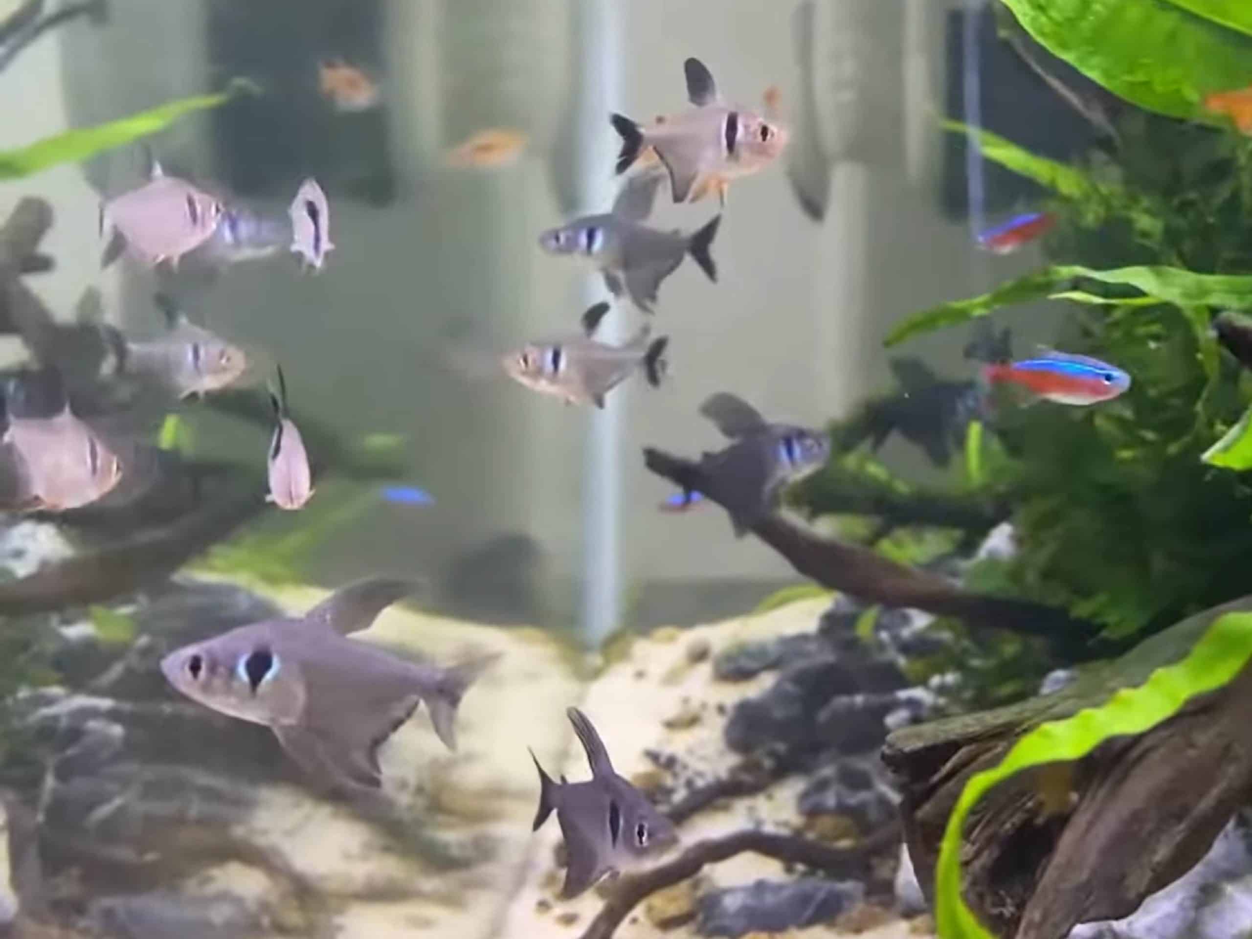 black phantom tetra tank mates