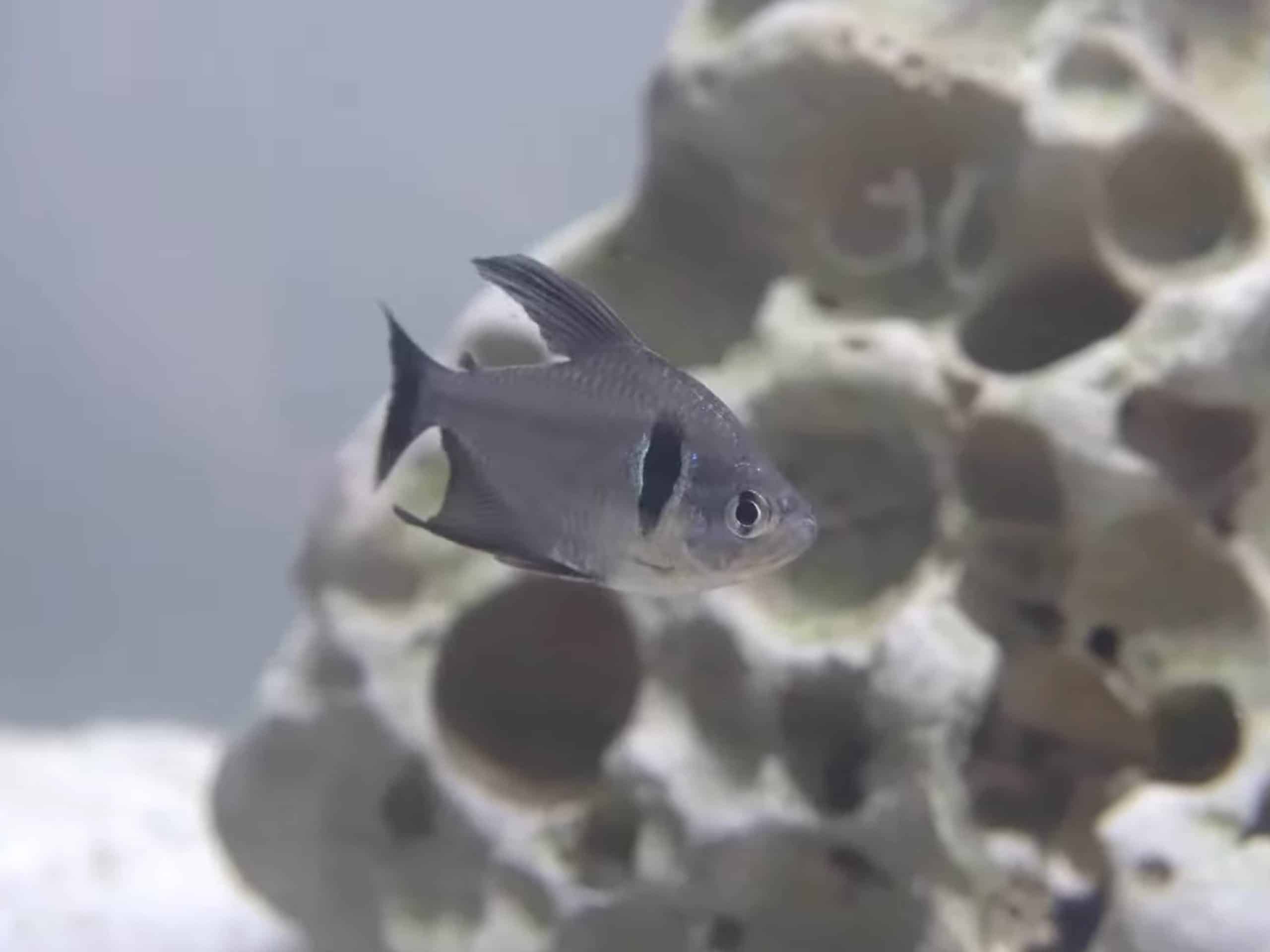 Hyphessobrycon megalopterus