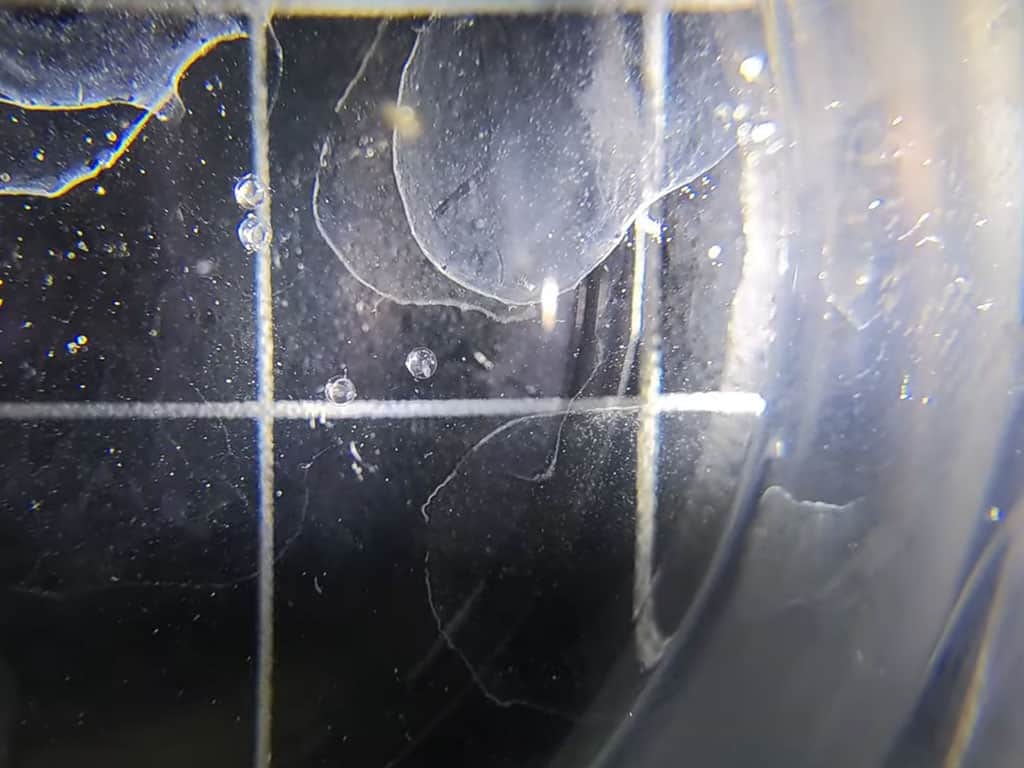 what tetra eggs look like (ember tetra)