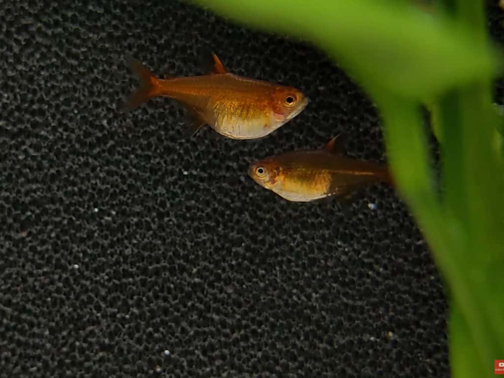 male and female ember tetras