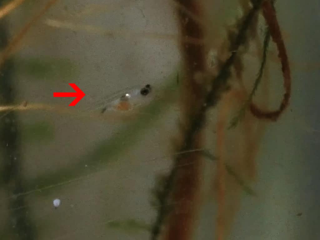 tetra fry day 7