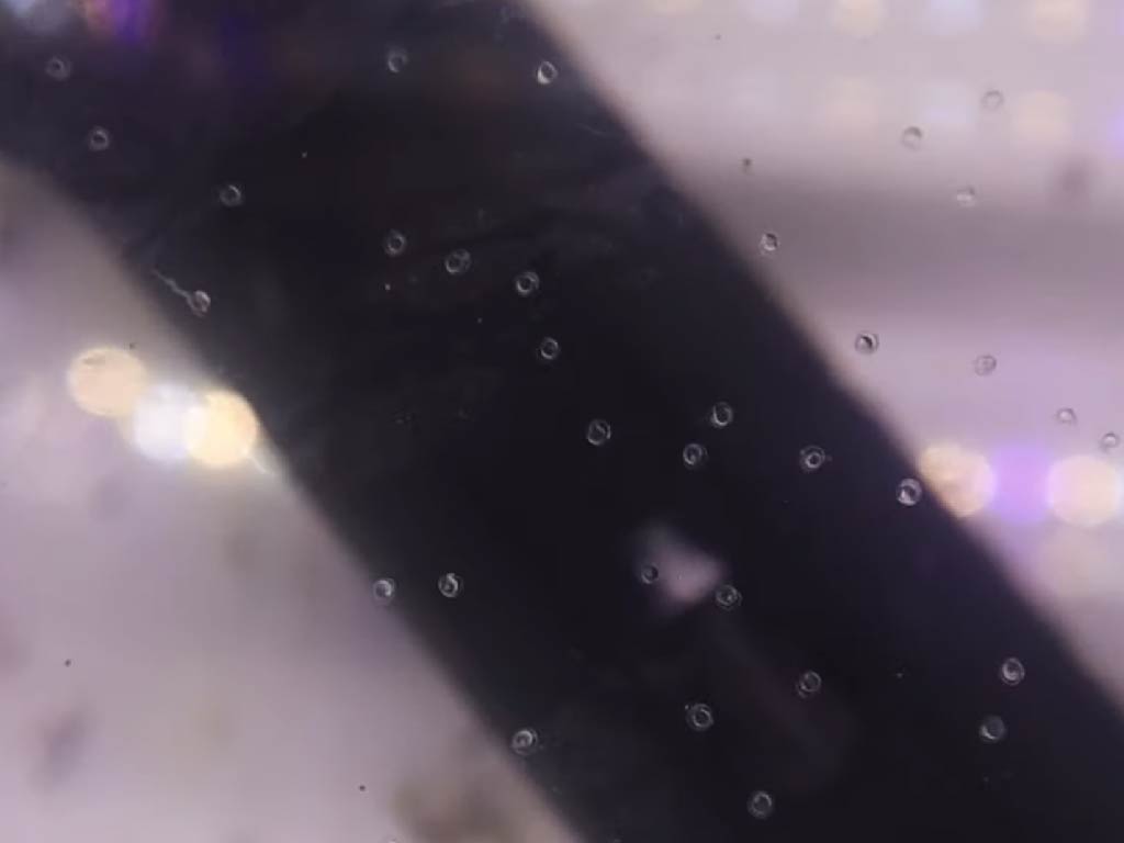 rummy nose tetra eggs