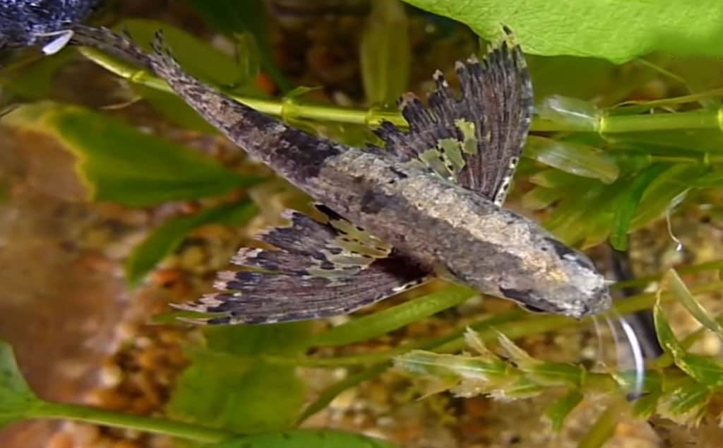 african butterfly fish