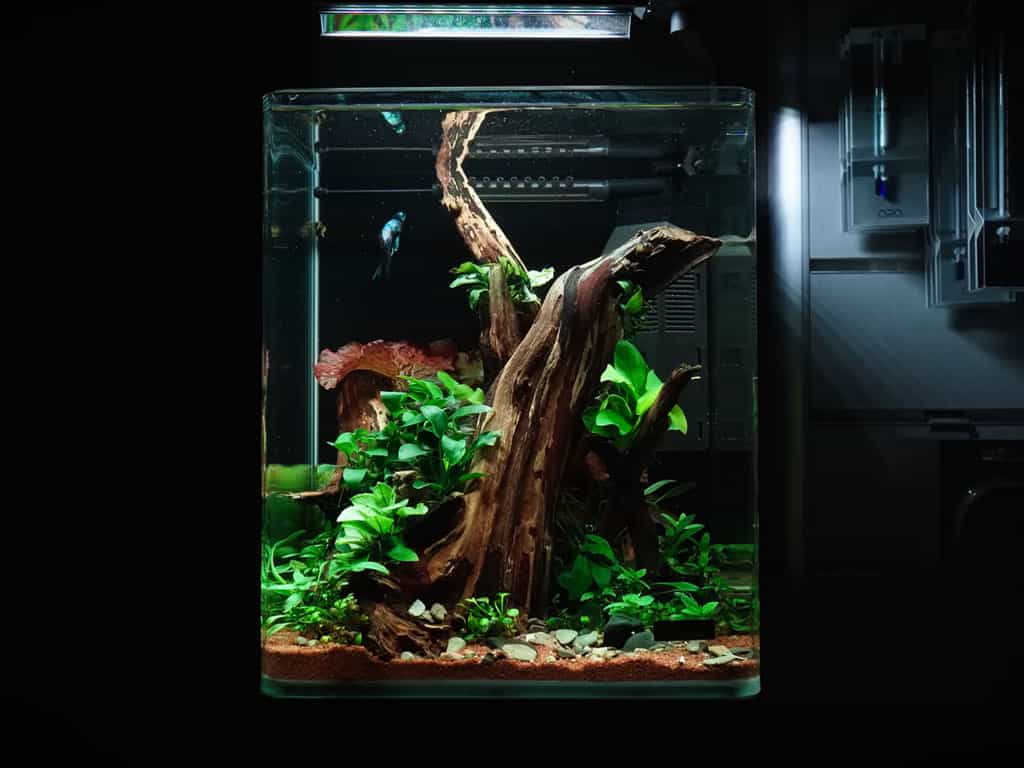 nano betta tank