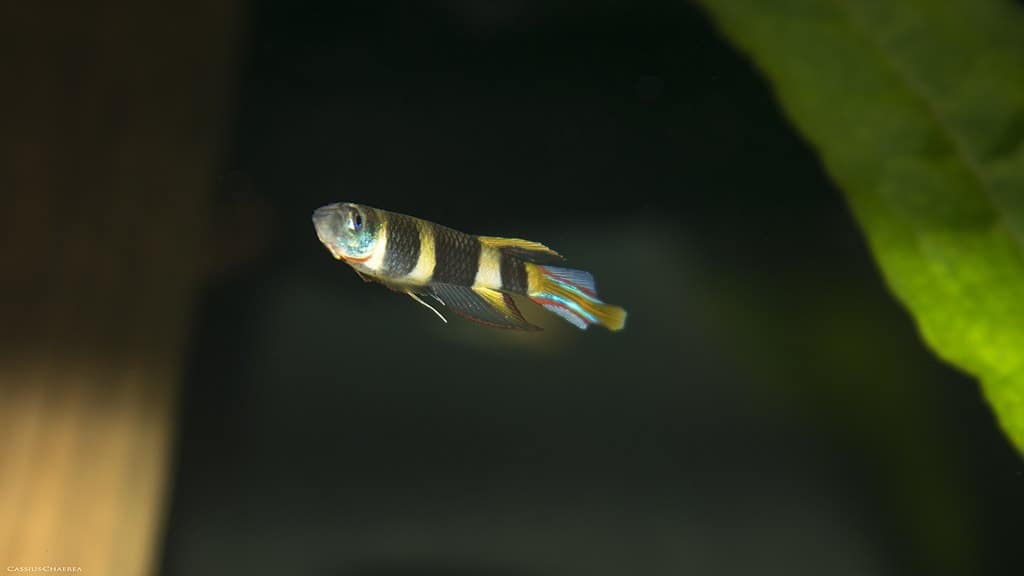 clown killifish