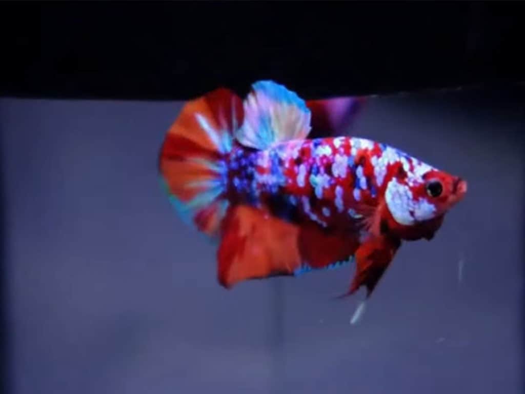 galaxy koi betta against dark background