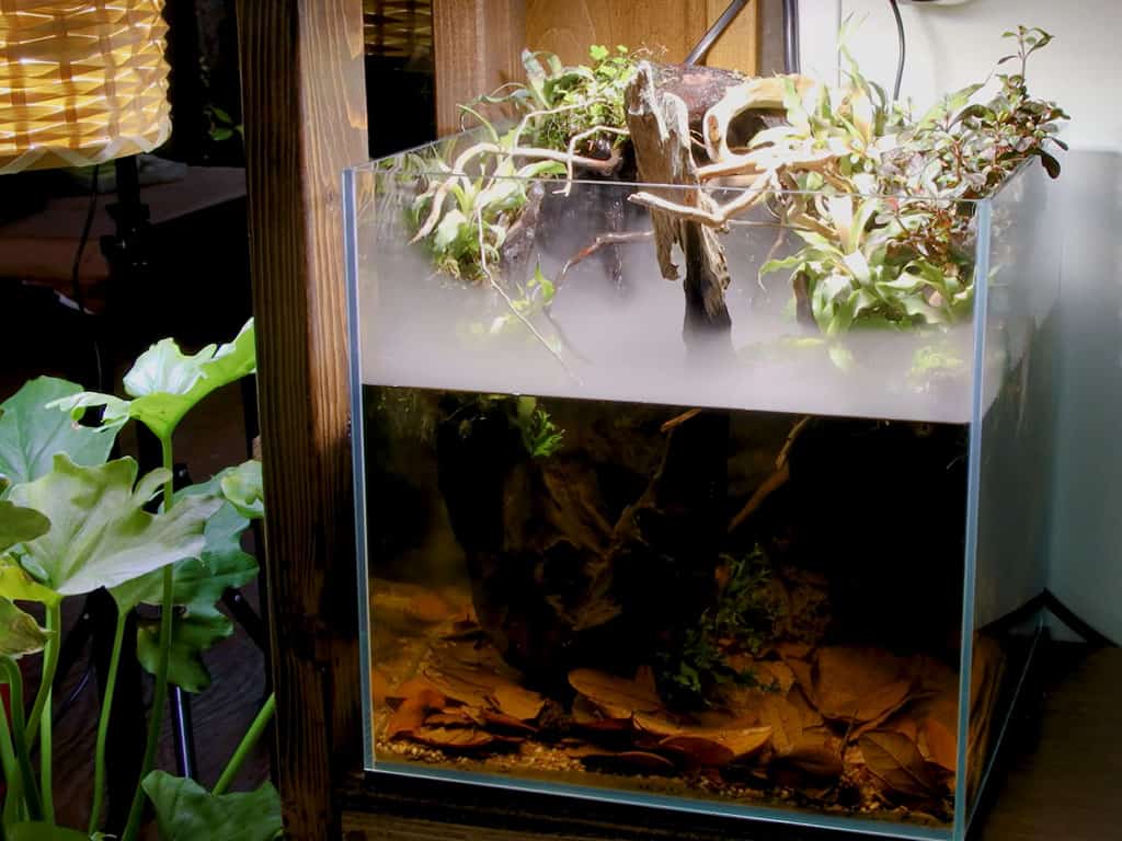 nano paludarium