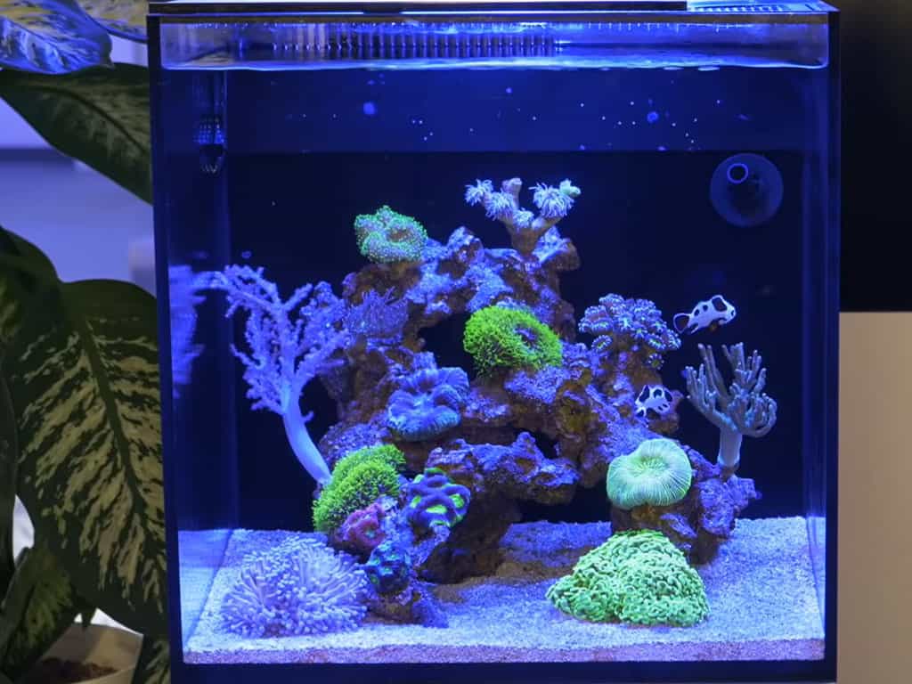 nano reef tank