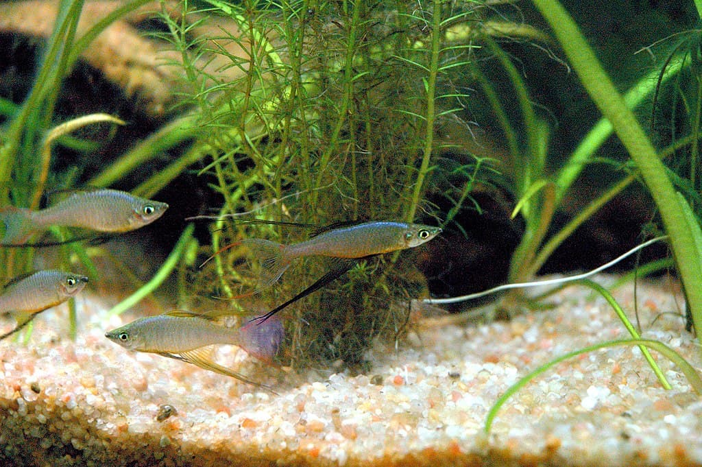 threadfin rainbow fish