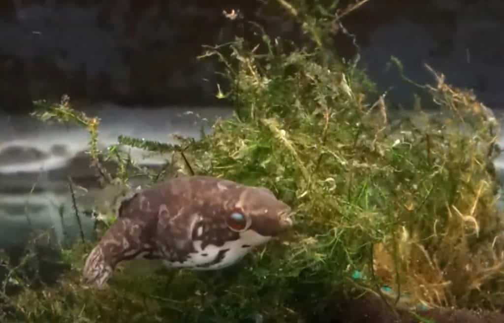 Carinotetraodon lorteti - red eye puffer fish
