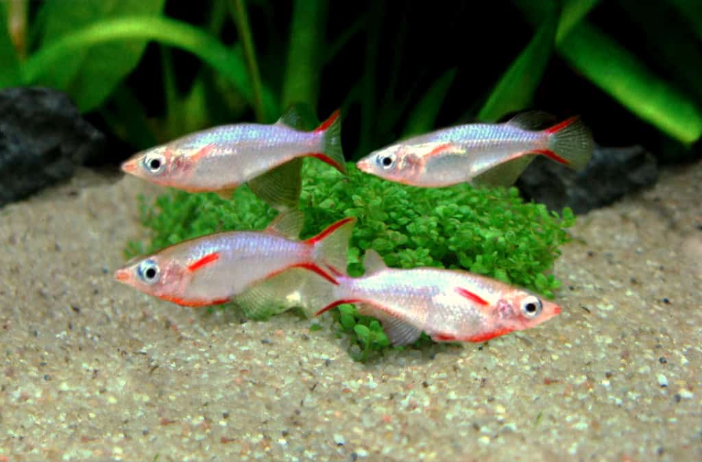 Daisy's rice fish - Oryzias woworae