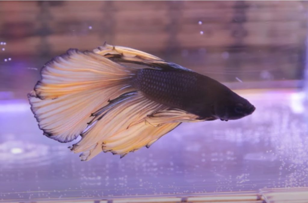 Mustard Gas Yellow Delta Tail