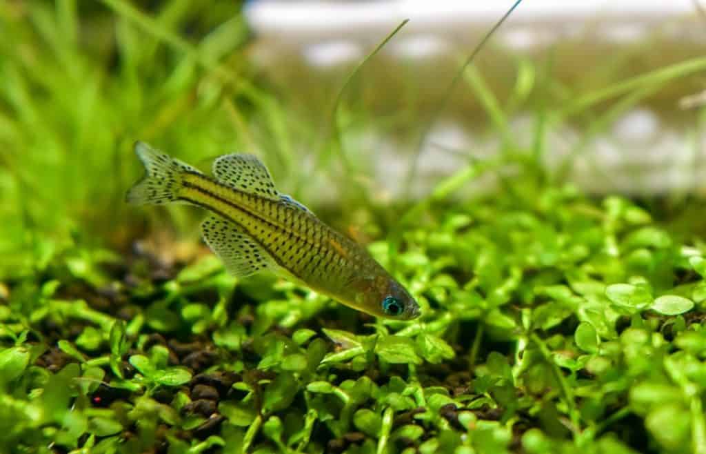 Pseudomugil gertrudae - spotted blue eyed rainbowfish