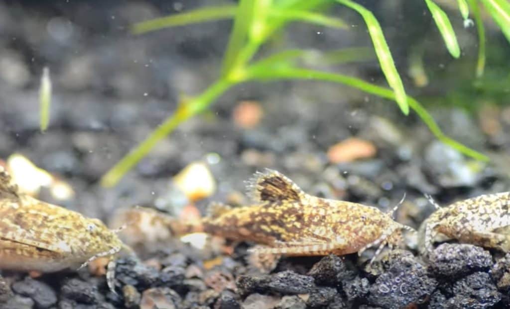 asian stone catfish - hara jerdoni