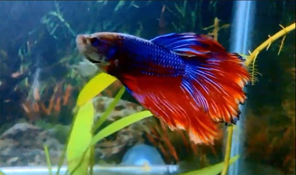 delta tail betta