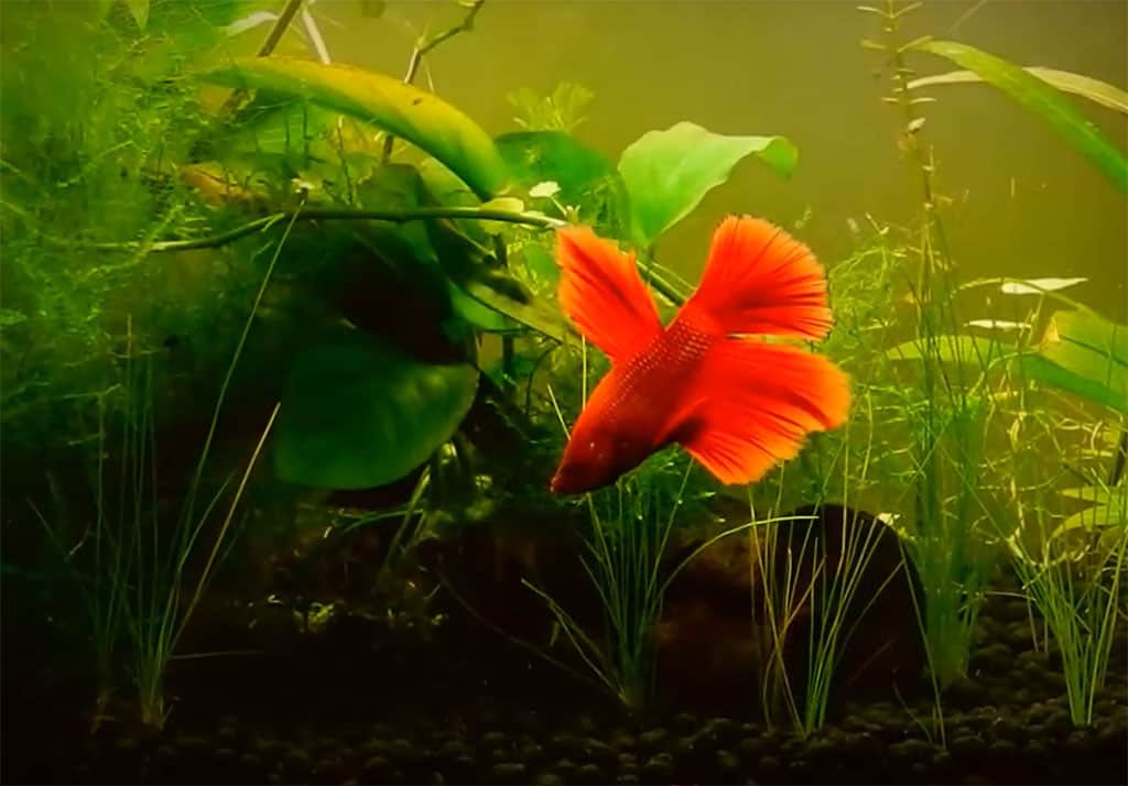 delta tail betta tank setup