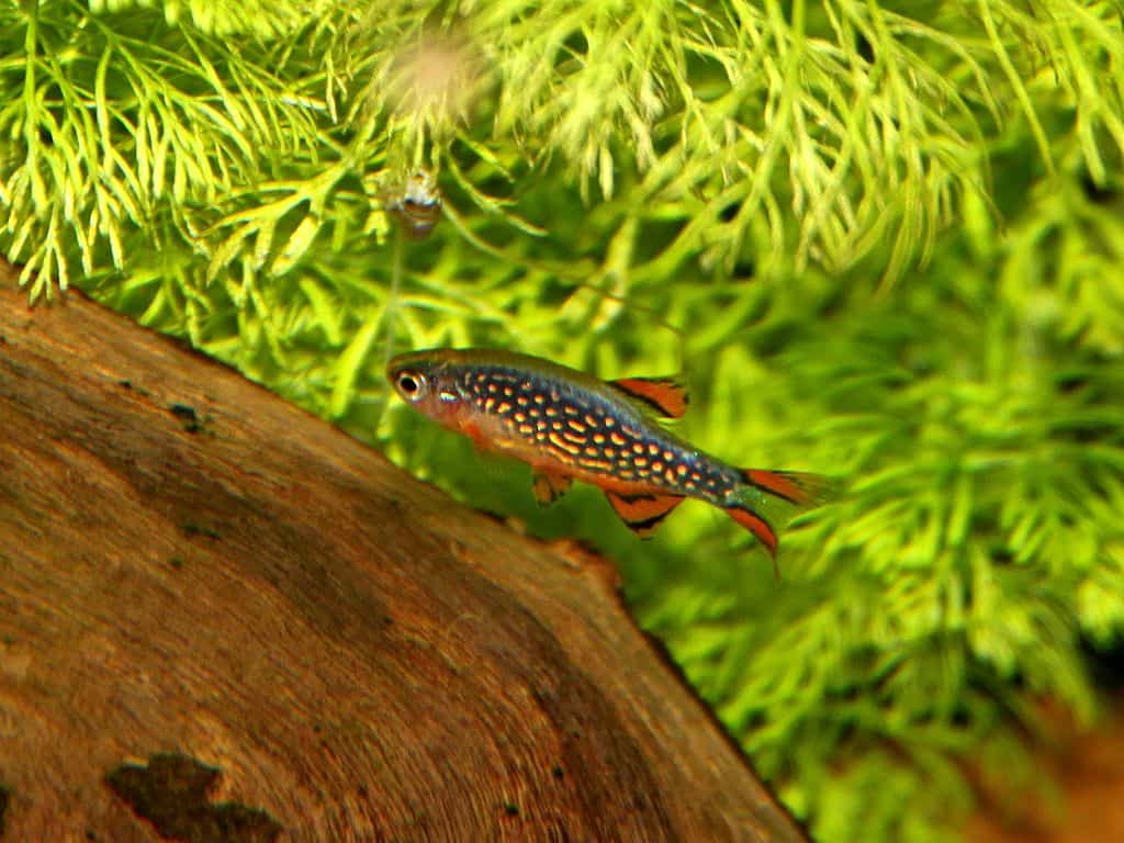 celestial pearl danio, galaxy rasbora