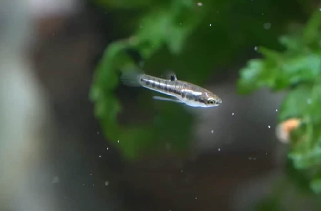 least killifish