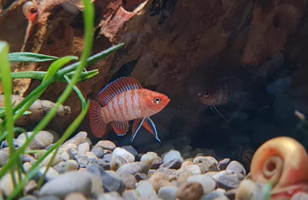scarlet badis, dario dario