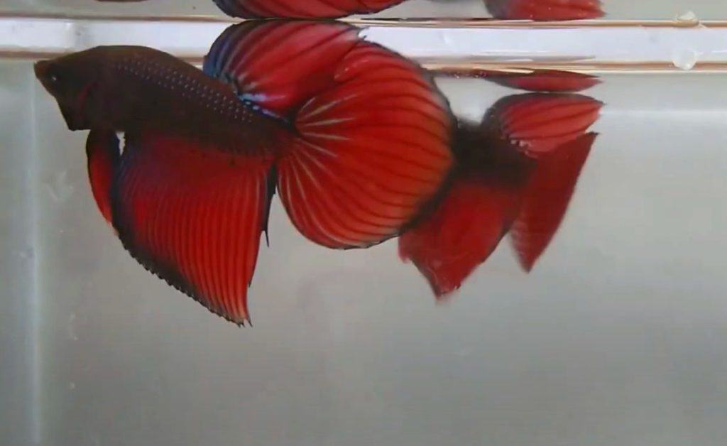 spade tail betta appearance