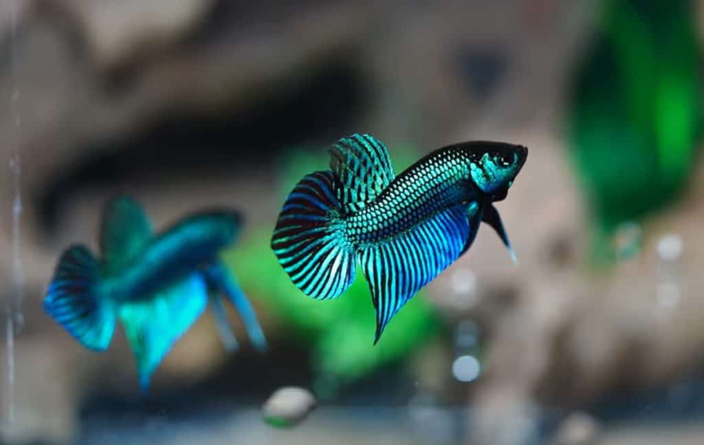 spade tail betta fish blue green