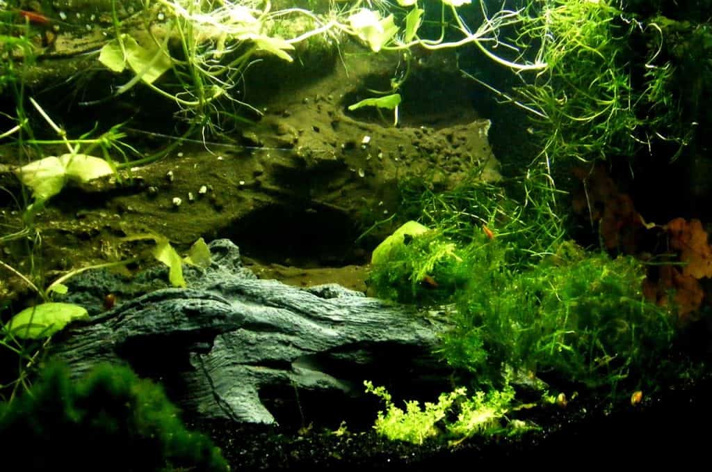 aquarium plants