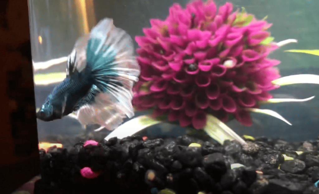 glass surfing fish