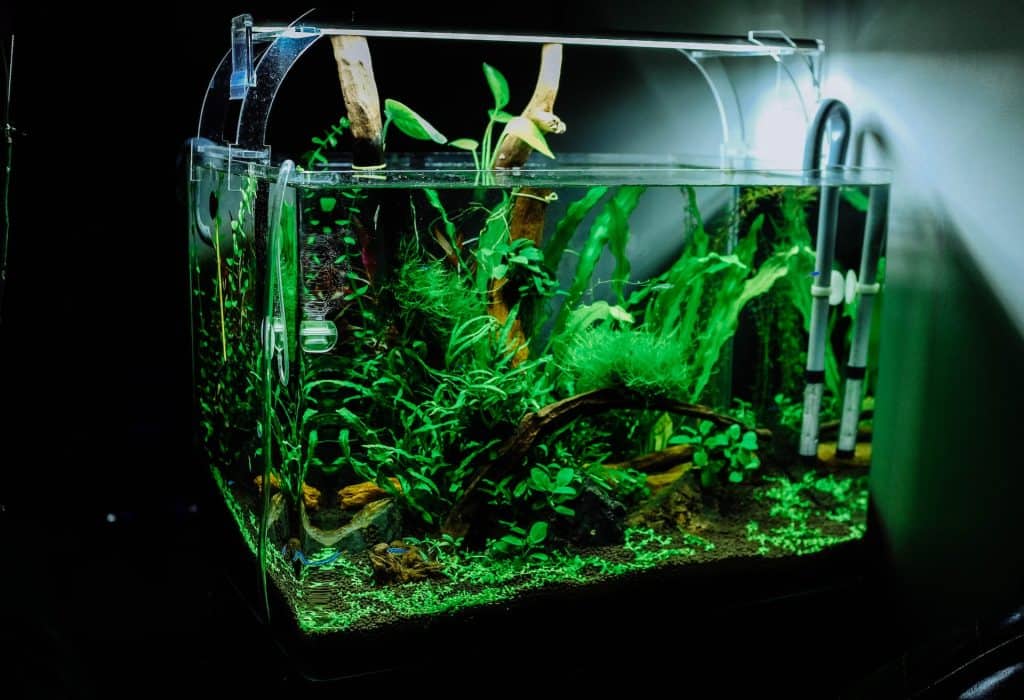 planted aquarium